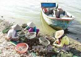 Phát triển nuôi trồng thủy sản bền vững tại các tỉnh ven biển miền Trung